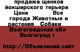 продажа щенков йокширского терьера › Цена ­ 25 000 - Все города Животные и растения » Собаки   . Волгоградская обл.,Волгоград г.